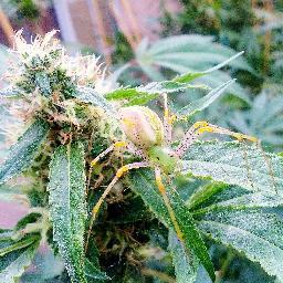 A renaissance in medical cannabis. Rcw69.51a compliant. check out our facebook http://t.co/DINNlGUueV