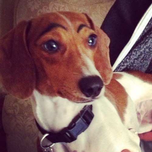 BenKenobi901's profile picture. Miniature Dachshund, 10 lbs wet, 1+ feet long. No you can't put me on a bun, and no i'm not part Beagle. Get at me bro.