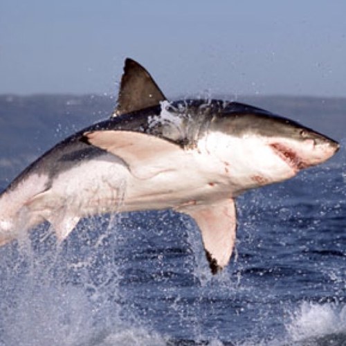 Apexpredator777's profile picture. 