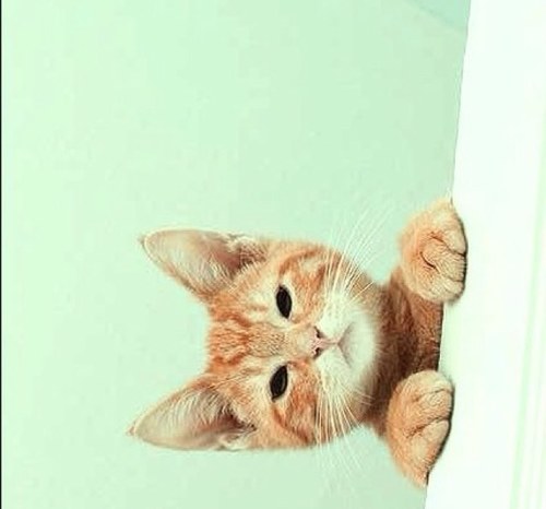 I'm a cat and I like Cleantech. What's the big deal?!