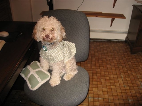 CharleyCockapoo's profile picture. I have a brown nose, mouth and eyes. I was born chocolate brown and changed to buff colored.