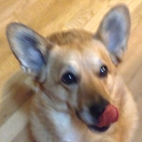 The adorable corgi, Molly and her brother, Phog.            
 Instagram: thecorgimolly