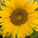 Ginny Stephens - @GinnyStephens1 - Twitter