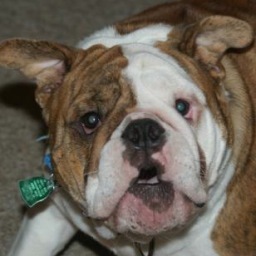I'm a bulldog. I tried to be a ninja, but I'm fat and obvious. I'm 6 years old, but I fart on a 10-year-old level.