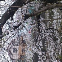 へーやんやん (@aokdjg) 's Twitter Profile