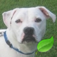 sweetestdog's profile picture. Pet dog & creative advisor to @LangleyCornwell. An ABD rescue–a lover, not a fighter. The sweetest dog ever. Check out our blog: http://t.co/Wuuo24daj3.