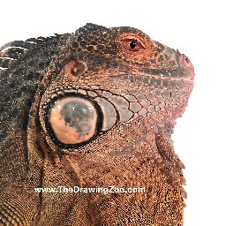 We bring live animals to drawing classes, camps and studios.