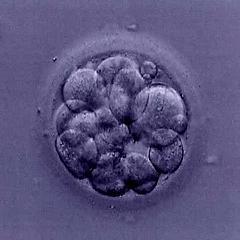 Official Twitter account of the University of Wisconsin-Madison chapter of the Student Society for Stem Cell Research (SSSCR)