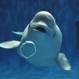 Beluga1989's profile picture. Perfume好きのP.T.A.会員（やや強火）/ P10 P.T.A.サミット昼
ベルーガ(白イルカ)好き