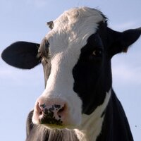 Cowtown Eats (@cowtowneats) 's Twitter Profile Photo Cowtown Eats (@cowtowneats) 's Twitter Profile Photo