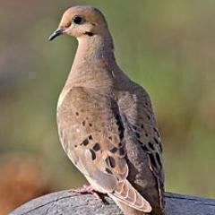 CrimsonAngle's profile picture. Every angel had dirty hands - you don't always have to be so strong for me. (Roleswap! Hatoful Boyfriend AU)