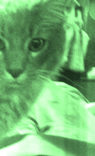 @goldman_faith 's owners. Holding her for ransom until we get ALL 3 tons of dem cat treats. Tuna flava.