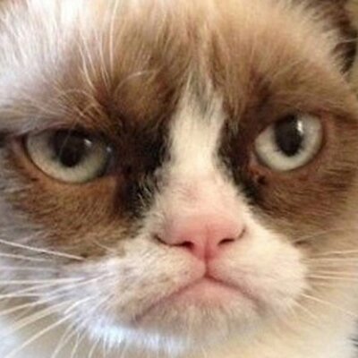 Every Grumpy Cat @EveryGrumpyCat Twitter Every Grumpy Cat @EveryGrumpyCat Twitter