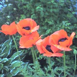 lilfish77's profile picture. sports nut, music fiend, knitter. :D