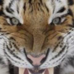 LSU -!!!GEAUXTIGERS!!!- IT Tech Support Analyst/Specialist/Consultant