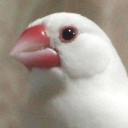 青森県青森市在住。 文鳥をこよなく愛するオッサンです。 
先日、クロスカブを買いました。