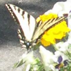 retired but still learning - we're in this together! 
butterfly to remember Dylan - Newtown child