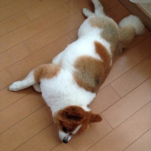 余り呟きません、拝見して考えるのがメインです…