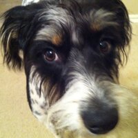 Rand Foster (@randfoster) 's Twitter Profile