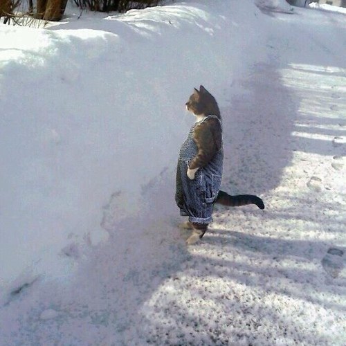 Mindofaloner2's profile picture. Well the orginal mind of a loner acount will gone in 2 months and it will be a sad day so i made this acount in honner of the orignal one @mindofaloner