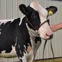 Patrick Brick - @BricksHolsteins - Twitter