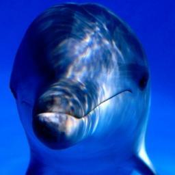 Iamdolfin's profile picture. 