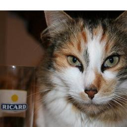 it-cat
