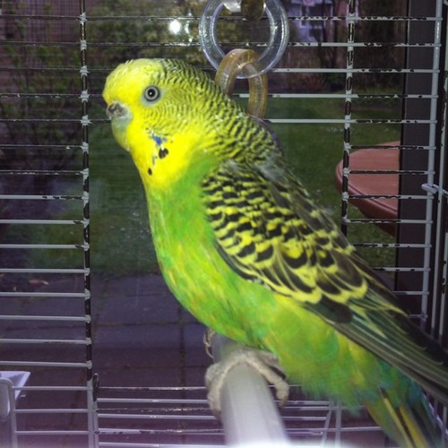 Ik ben fladdertje de regenboog, ik ben 1 jaar! Ik ben een vogel!!