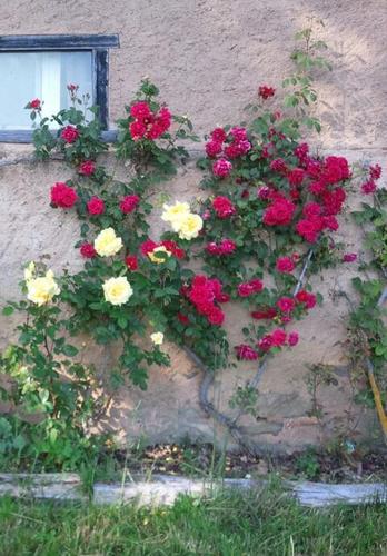 xarxalaics's profile picture. Cristians de Badalona, Sant Adrià, Montgat i Tiana