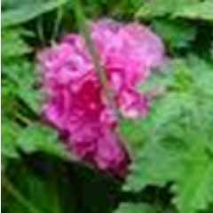 iindianai's profile picture. @What_DAY_isiT @iLiFEi iS BEAUTiFUL EVERYDAY @iMONDAYi @iTUESDAYi @iWEDNESDAYi @iTHURSDAYi @iFRiDAYi @iSATURDAYi @iSUNDAYi @iFAMiLYi @iFRiENDSi @iSUNSHiNEi #k2