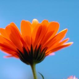 AnupBangar1's profile picture. Indian