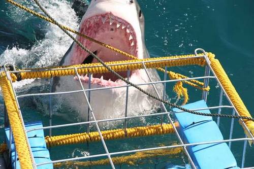 GoSharkDiving is an adventure diving operator based in Cape Town, South Africa. We’ve been thrilling the international adventure community since 2001.