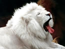 Yoga Therapist, I am the one who feels patience is the key for happiness and great bonding.