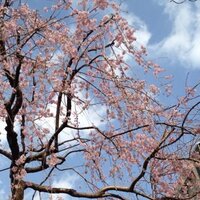 #清水靜樹（shizuki-c⛳️) (@metaboojisann) Twitter profile photo