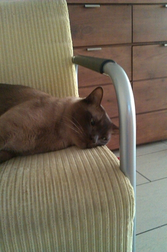 dalton lyceum barendrecht bt1d/  mijnsheerenland/ tennis / cats / 1 broer  en follow me