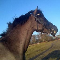 nugget23_sem's profile picture. Friezenpaarden & Welsh pony's 

Conour & paardenmarkten

& Slapen   #Mooileven
