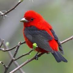 There is no language in the world that can wantonly slander and discredit others! !