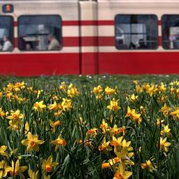 HaagsPlaatje's profile picture. Den Haag is mooi en altijd verrassend. Dagelijks beeldverslag van een liefde voor het leven. Centrum - Zeeheldenwartier - @jenhut
