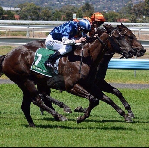 BC3thoroughbred's profile picture. You know us as the people who bought Black Caviar's half sister. (Belle Couture) and her full brother Jimmy. Grace Park, Connewarre.