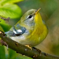 Parula (@tireebirder) Twitter profile photo