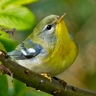 Tireebirder's profile picture. Birding news and wildlife updates from the sunny Isle of Tiree, all views are my own