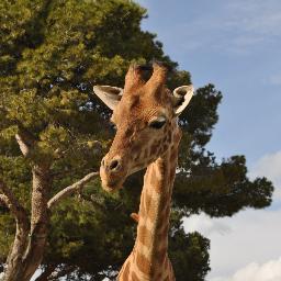 PrDrey's profile picture. Globe explorer