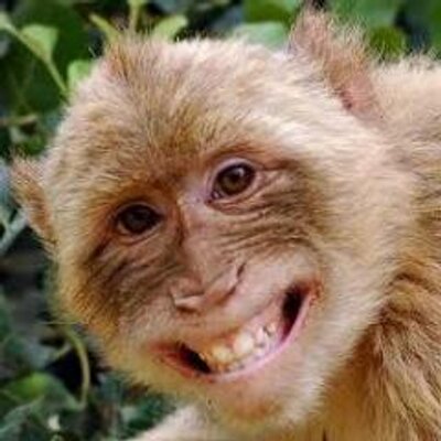 Gambar Monyet Senyum Lucu