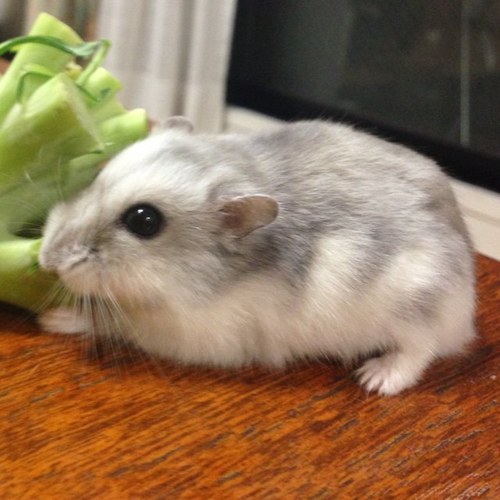 asagirinatsu's profile picture. ダメ鯖缶。バーチャロンフォースを糧に今を生きる。