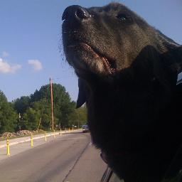 Dog lover...especially those kooky flat-coats.  Opinions are my own.