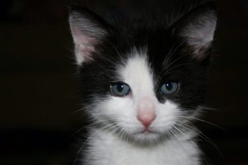 ynylolfa's profile picture. 