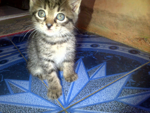 Kucing cimitcimit nya tante @AnnisaaaNF_ Anaknya mama Mochi, adek nya abang Excel, Kaka nya dede mumut :D'