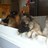 cmf4dogs's profile image