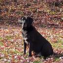 Honeybeepollen - @HoneyBeePollen1 - Twitter