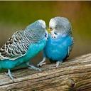ali salem (@197334Ali) Twitter